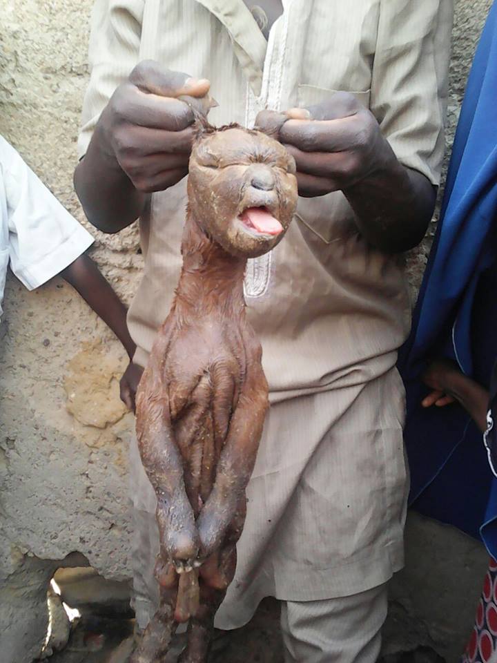 Exclusive Photos: Goat Gives Birth To Half Human-Half Goat Baby ... Exclusive Photos: Goat Gives Birth To Half Human-Half Goat Baby ...