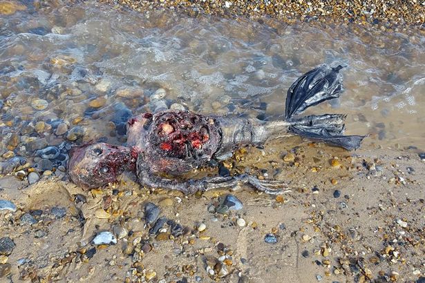 Rotten Pictures Mermaid 119