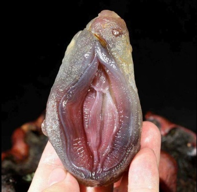 Image result for Photos Of A Fish Called “Shellfish” That Looks Exactly Like A Womans Vagina
