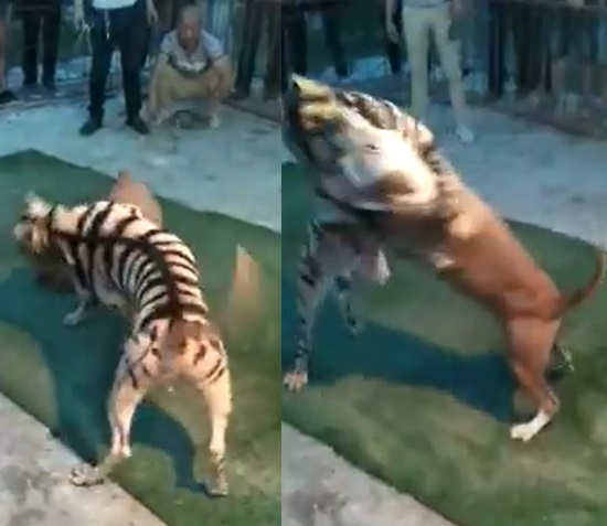 Video: Unbelievable!!! Pitbull Dog Defeats Tiger In Leaked Video From Underground Animal Fight Club Competition | Gossip Mill Nigeria Video: Unbelievable!!! Pitbull Dog Defeats Tiger In Leaked Video From Underground Animal Fight Club Competition | Gossip Mill Nigeria