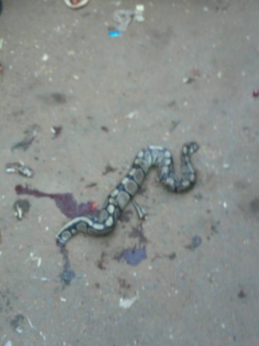 Nigerian Thief Who Makes His Snake Swallow His Loots, Nabbed In Benin, Edo State